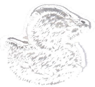 PAPERELLE PER TUTINE NEONATI BIANCO